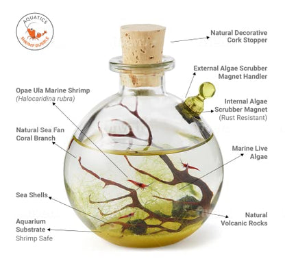 Self-Sustaining Ecosystem - Natural. Contains Live Opae Ula Shrimp
