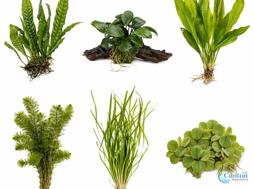 Live Aquarium Plants Bundle 6 Pack Beginner Freshwater Plants Low Light No CO2 - Low | Medium | High Light