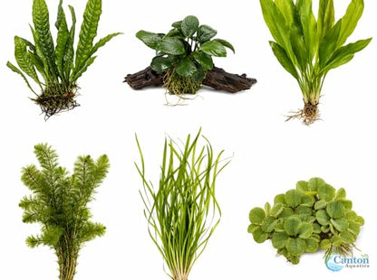 Live Aquarium Plants Bundle 6 Pack Beginner Freshwater Plants Low Light No CO2 - Low | Medium | High Light