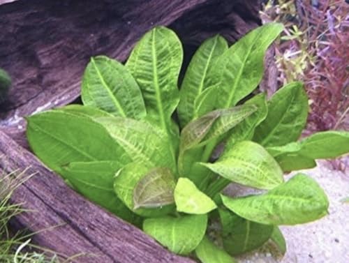 Rosette Sword Echinodorus Parviflorus Live Aquarium Plants Rooted Bundle for Fish Tank Buy 2 Get 1