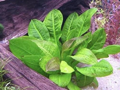 Rosette Sword Echinodorus Parviflorus Live Aquarium Plants Rooted Bundle for Fish Tank Buy 2 Get 1