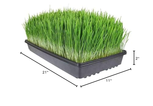 Living Whole Foods 10 Pack of Durable Black Plastic Growing Trays (Without Drain Holes) 21" X 11" X 2" - Flowers, Seedlings, Plants, Wheatgrass, Microgreens & More - size: 10 pack