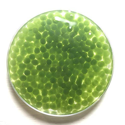 Algae Research and Supply: Algae Beads (Algae Beads Research Kit: 2,000 Beads, Indicator (50mL), pipettes)
