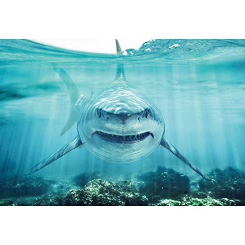 Haoyiyi 12x8ft Underwater Shark Backdrop Deep Under Sea Seabed World Great White Shark Aquarium Photography Background Baby Boy Birthday Celebration Theme Party Kid Diver Portrait Photo Studio Props