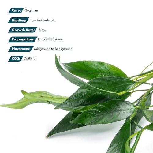 Anubias Live Aquarium Plants - Potted Freshwater Plant for Fish Tanks, Terrariums - Beginner Friendly Low Light (Lanceolata, Mother Plant)