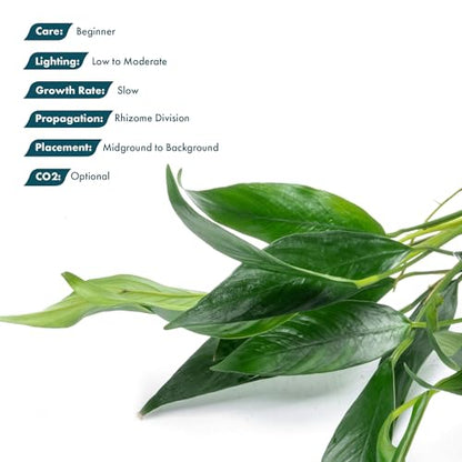 Anubias Live Aquarium Plants - Potted Freshwater Plant for Fish Tanks, Terrariums - Beginner Friendly Low Light (Lanceolata, Mother Plant)