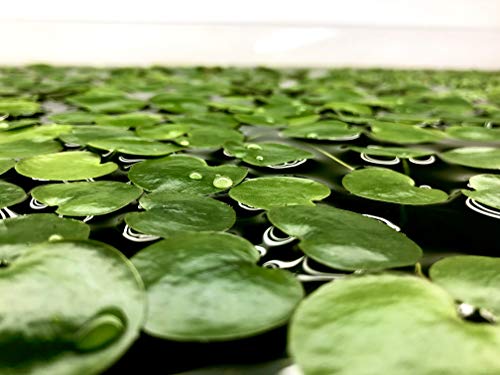 20+ Leaves Amazon Frogbit (+Free Bonus Plant) Live Floating Plant for Aquarium (Limnobium Laevigatum) by Aquarigram - size: Plants Only