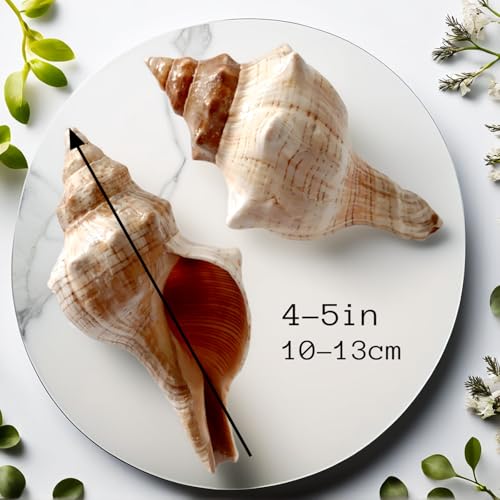 2PCS Conch Shells Large Natural Seashells | for Fish Tank, Beach Theme Party, Wedding Decor & Home Decoration | Coastal Decor for Aquarium, Crafting, Nautical Accents