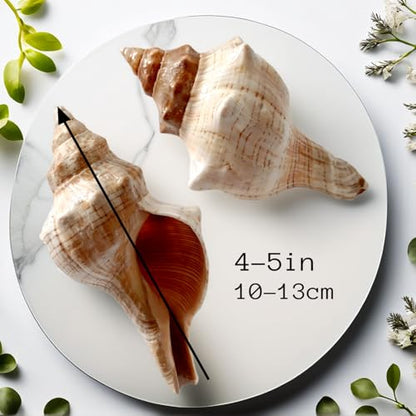 2PCS Conch Shells Large Natural Seashells | for Fish Tank, Beach Theme Party, Wedding Decor & Home Decoration | Coastal Decor for Aquarium, Crafting, Nautical Accents