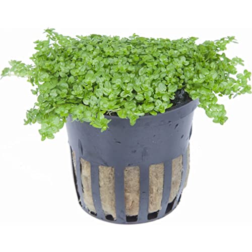 Foreground Potted Live Aquarium Plants | Freshwater Aquatic Plants for Aquariums (Potted Dwarf Baby Tears) - color: Potted Dwarf Baby Tears