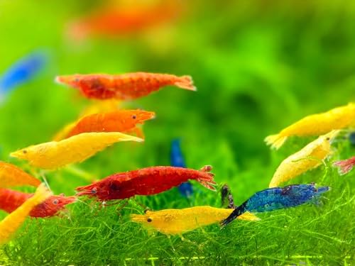 Mix Neocaridina Shrimps for Live Shrimp Freshwater Aquarium - Live Shrimp Arrival Guarantee (Pack of 40, Mixed) - color: Mix, size: 40