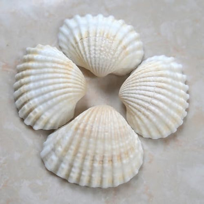 Small Seashell for Craft, Natural White Clam Sea Shells, DIY Assortment, Tiny Shell, Ocean-Themed Decorations, Fish Tank Plant Gravel, Party Wedding Home Decor Vase Filler, 200pcs