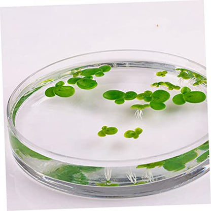 BESPORTBLE 54pcs Mini Fake Duckweed Aquarium Floating Plants Realistic Simulation Decor for Fish Tank Safe Lifelike Aquatic Grass Aquarium Landscape Bright Decoration