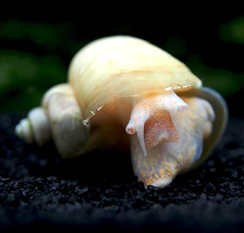 Aquatic Arts 5 Live Ivory Mystery Snails for Freshwater Aquarium | Real Living Glass Fish Tank Clearer | Nano Pets | Natural Decorations - style: 5-SNAILS