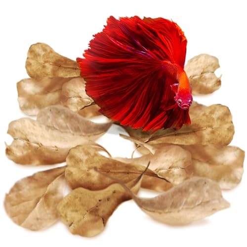 SunGrow 100 pcs Catappa Indian Almond Leaves for Betta Fish Tank Aquarium, 2” Water Conditioner Leaves, Leaf Also Suitable for Shrimp, Goldfish, Guppy and Frogs