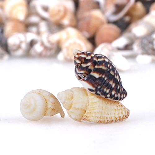 2000 PCS Tiny Mini Small Sea Shells for Crafting Spiral Conch Shells for Crafts Charms for Home Decorations Candle Decor DIY Fish Tank and Beach Vase Filler