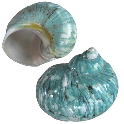 2pcs Big Hermit Crab Shells, XL Size Large Conch Opening 1.8-2", Natural Sea Turbo Seashells for Hermit Crab Supplies and Beach Decoration Large Sea Shell (2pcs Green, XL)