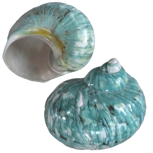2pcs Big Hermit Crab Shells, XL Size Large Conch Opening 1.8-2", Natural Sea Turbo Seashells for Hermit Crab Supplies and Beach Decoration Large Sea Shell (2pcs Green, XL)
