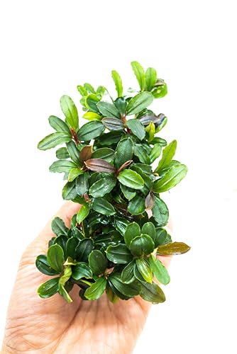Bucephalandra Live Aquarium Plant Collection - Rare Aquatic Plants for Lush Aquarium Scapes, Natural Freshwater Fish Tank Decorations, Ideal Gift for Aquarists (Bucephalandra Pad (10+ Plants))