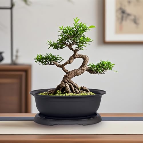 3 Pack Mixed Size Oval Bonsai Planter Pot with Drainage Tray, Matte Finish Ellipse Plastic Bonsai Succulent Growing Pot for Home Garden Plant Container 9.1” 7.2” 5.2” - size: 5.2" / 7.2" / 9.1" Mixed