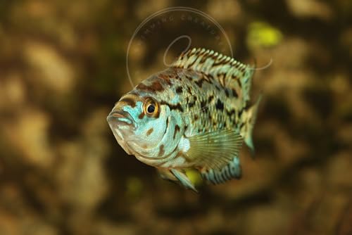 Swimming Creatures 2 Blue Electric Dempsey (Rocio octofasciata) Size Approx 0.75" - AKA Jack Dempsey Cichlid Freshwater Aquarium Fish Live - size: 2 PACK