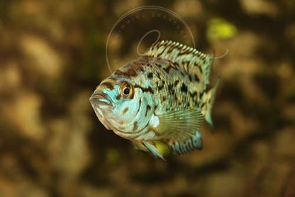 Swimming Creatures 2 Blue Electric Dempsey (Rocio octofasciata) Size Approx 0.75" - AKA Jack Dempsey Cichlid Freshwater Aquarium Fish Live - size: 2 PACK