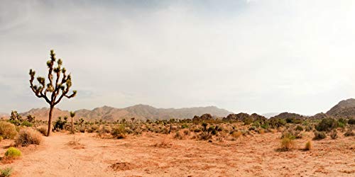 YongFoto Polyester Desert Green Plants Backdrop for Photography Cactus Shrub Bush Yellow Desert Sand Land Photography Background Western Theme Party Decor 72x16 inches Dragon Tank Background - color: Yellow-1, size: 72x16 IN