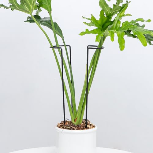 10 Pack Large Iron Monstera Trellis - Heavy-Duty Plant Supports, 15.5" Rustproof Stakes for Indoor & Outdoor Use, Perfect for Garden Flower Display - color: Black, size: 15.5 Inch H