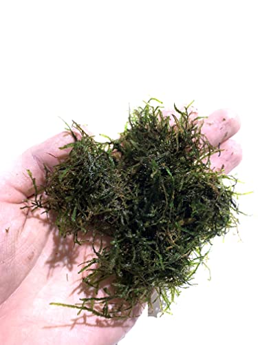 Java Moss Taxiphyllum Barbieri Live Aquarium Moss Aquatic Plants Vesicularia Dubyana Buy 2 G 1