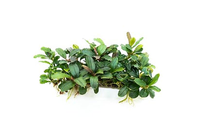 Bucephalandra Live Aquarium Plant Collection - Rare Aquatic Plants for Lush Aquarium Scapes, Natural Freshwater Fish Tank Decorations, Ideal Gift for Aquarists (Bucephalandra Pad (10+ Plants))