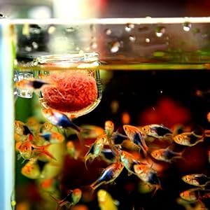 Aquarium Feeder, Transparent Suction Cup Fishes Feeding Cup Food Container for Feeding Shrimp Fish(Glass Hole Cup)
