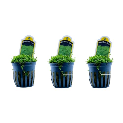 3X Dwarf Baby Tears Hemianthus Callitrichoides Live Aquarium Plants