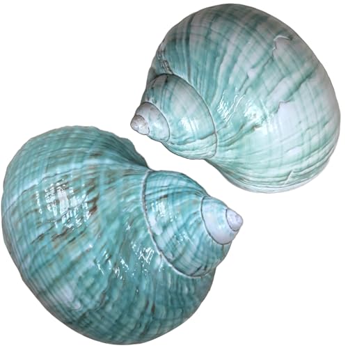 Extra Large Hermit Crab Shells, Turbo Seashell, Teal Green Polished Natural Sea Conch, Opening, Shrimp/Fish Shelter for Aquarium, Reptile Tank Decorations, 2 Pack