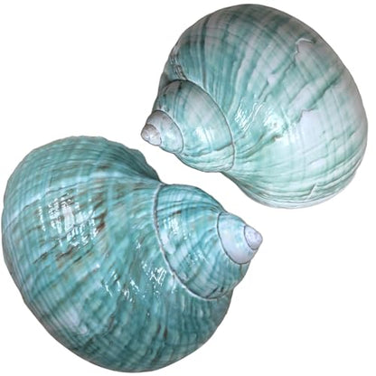 Extra Large Hermit Crab Shells, Turbo Seashell, Teal Green Polished Natural Sea Conch, Opening, Shrimp/Fish Shelter for Aquarium, Reptile Tank Decorations, 2 Pack