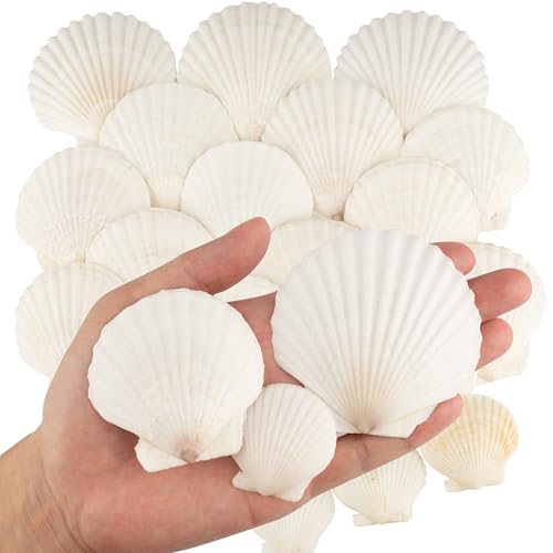 30PCS Natural Scallop Shells, 3 Size White Sea Shells for Crafts, 1.5"/2.3"/3" Real Seashells from Beach for DIY Painting Home Décor Wedding Ocean Beach Theme Party, Fish Tank and Vase Filler