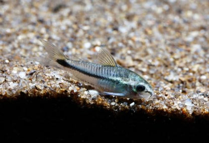 Swimming Creatures 4 Pygmy Cory (Corydoras pygmaeus) Freshwater Aquarium Fish Live