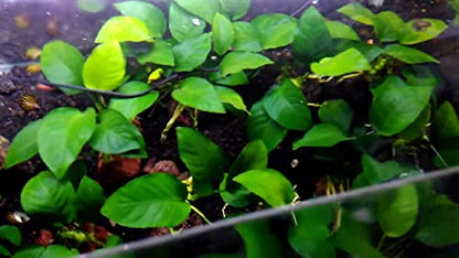 Anubias Barteri Pot Broad Leaf Anubias Easy Live Aquarium Plants Aquatic Plants Buy 2 G1F