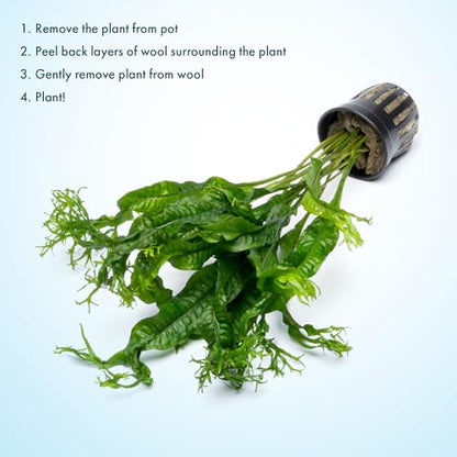 Java Fern Live Aquarium Plants - Potted Freshwater Plant for Fish Tanks - Beginner Friendly, Low Light (Windelov, 5 Pots) - color: Windelov, size: Pot - 5 Count