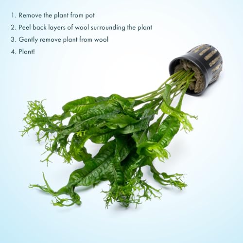 Java Fern Live Aquarium Plants - Potted Freshwater Plant for Fish Tanks - Beginner Friendly, Low Light (Windelov, 1 Pot) - color: Windelov, size: Pot - 1 Count
