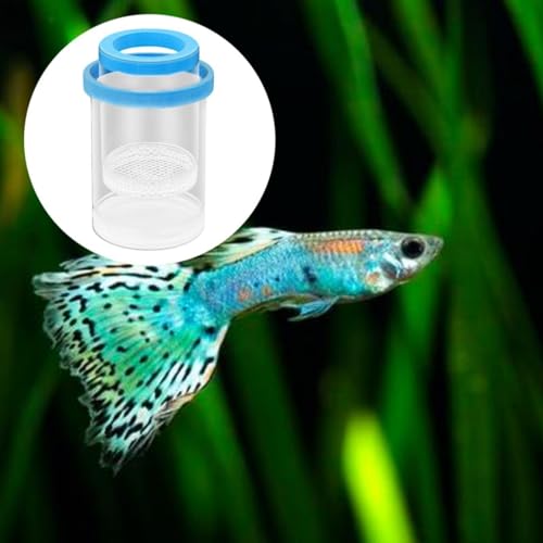 Floating Fish Isolation Box Round Aquarium Hatchery Accessory for Guppy Fish Blue