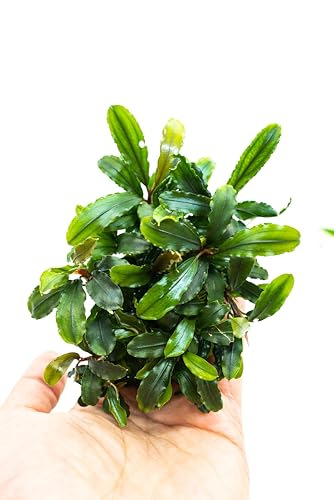 Bucephalandra Live Aquarium Plant Collection - Rare Aquatic Plants for Lush Aquarium Scapes, Natural Freshwater Fish Tank Decorations, Ideal Gift for Aquarists (Bucephalandra Pad (10+ Plants))