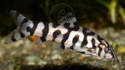 Swimming Creatures 2 Yoyo Loaches (Botia almorhae) Freshwater Aquarium Fish (Size Approx. 1")