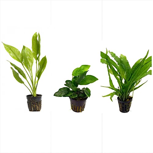 Potted Live Aquarium Plants Bundle - Easy and Snail Free Aquatic Plants (3 Pots)