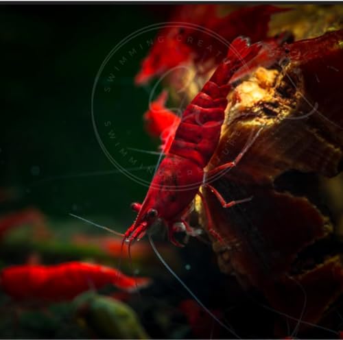 Swimming Creatures™ Freshwater Aquarium Shrimp - A Perfect Combo to Brighten Your Aquarium! (10, Painted RED (Exclusive))