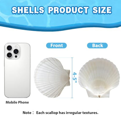 40pcs 4-5 Inch Large Scallop Shells for Crafts,Natural White Sea Shells for Hand Painting, DIY Home Decor, Family Crafting Projects, Decoupage & Gift Ideas