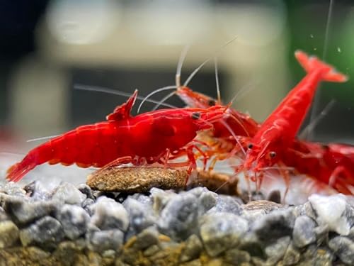 Fire Red Premium High-Grade Neocaridina Freshwater Aquarium Shrimp, Live Arrival Guarantee (Pack 20) - color: Red, size: 20