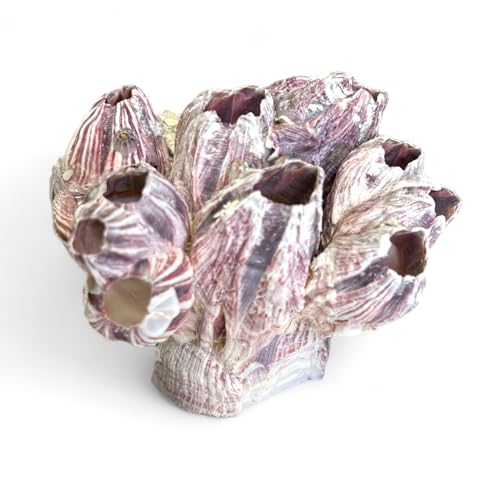 Tumbler Home Purple Barnacle Cluster for Aquarium Ornaments and Decor, Real Barnacles for Saltwater Aquariums, Fish Tank Decorations and Accessories, Coastal and Nautical Bathroom or Party Decoration