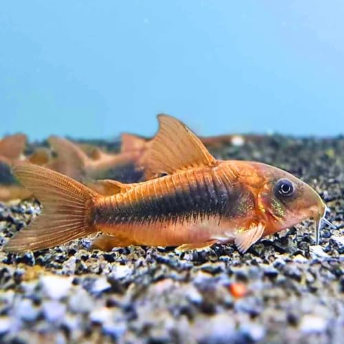 Neat&Tidy Bronze Aeneus Cory Catfish (6 Pack) Live Fish for Aquarium Exotic Freshwater Live Fish