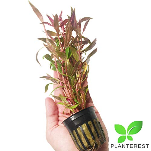 Alternanthera Rosaefolia Potted Background Easy Live Aquarium Plant Decorations BUY2GET1FREE