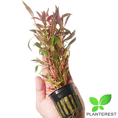 Alternanthera Rosaefolia Potted Background Easy Live Aquarium Plant Decorations BUY2GET1FREE